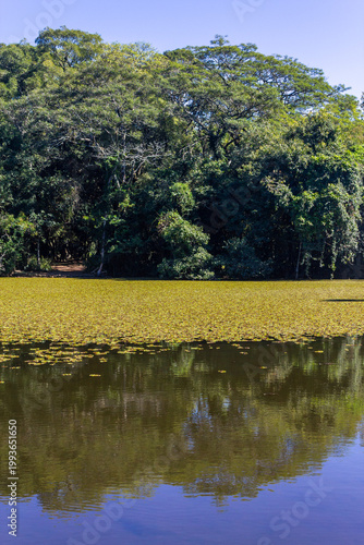 Serene lake surrounded by lush vegetation at Porto Alegre Botanical Garden, Brazil.