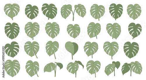 Collection of Monstera Deliciosa Leaves.