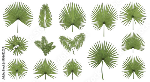 Collection of various green fern leaves.