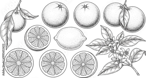 Foto Citrus fruit vintage engraving vector set