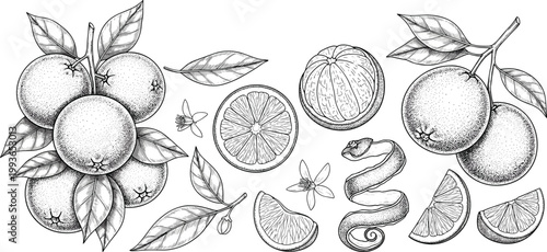 Fotografie Mandarin orange vintage engraving vector set