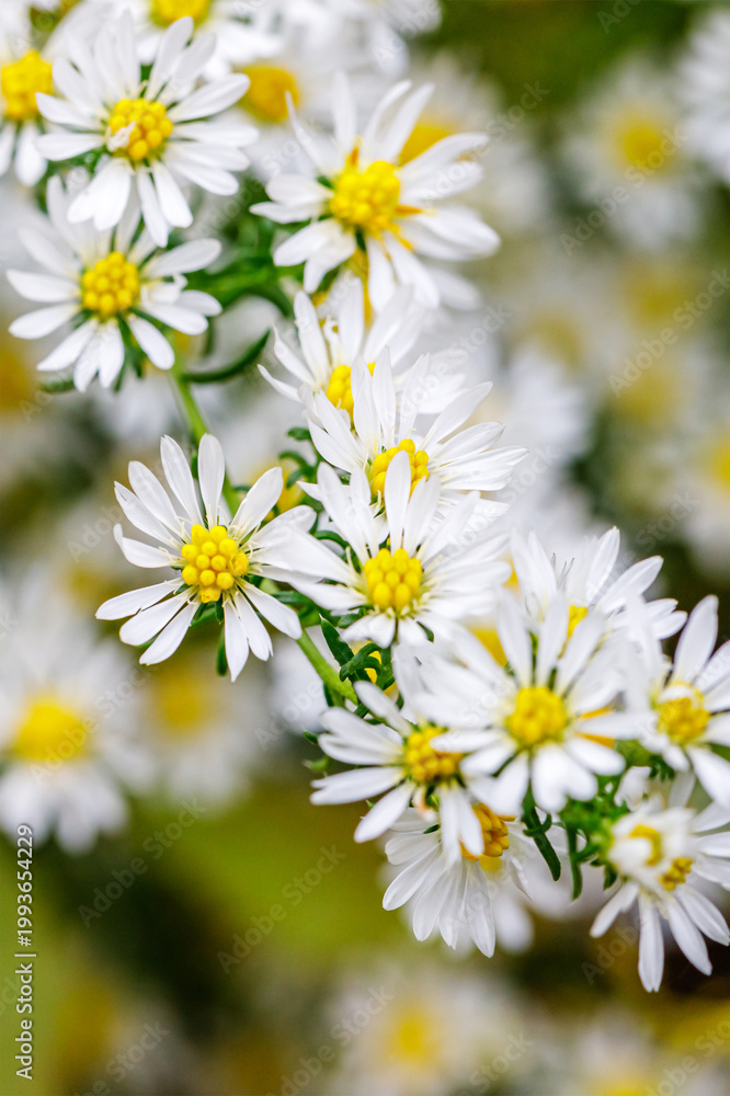 Fototapeta premium Flowers bloom in a garden during springtime, showcasing white petals and yellow centers