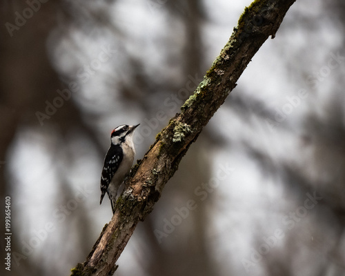 Photography Downy Woodpecker