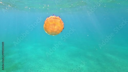 Fried Egg Jellyfish (Cotylorhiza tuberculata) Floating Gracefully in Clear Blue Sea – Underwater Video