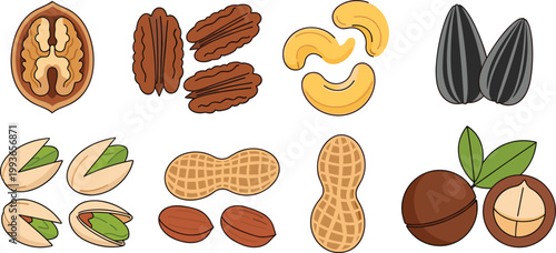 Nut Collection Set with Almonds, Peanuts, Cashews, Pistachios, Walnuts and Seeds for Healthy Snack, Organic Food and Nutrition Illustration