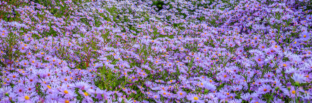 Obraz premium Purple flowers covered the ground in a field during springtime near a garden in full bloom