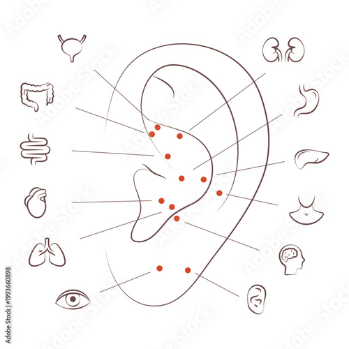Ear reflexology chart with organ points