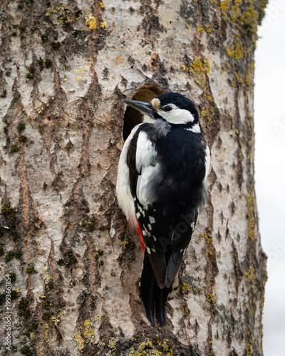Great spotted woodpecker, female bird at a nesting hole, Dendrocopos major in spring, vertical photo