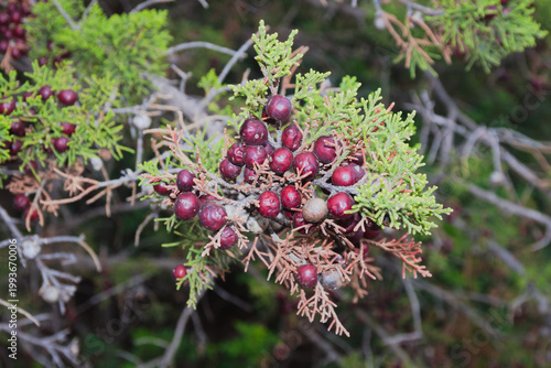 Details of Juniperus oxycedrus ( common names: prickly juniper, prickly cedar, cade juniper, sharp cedar)
