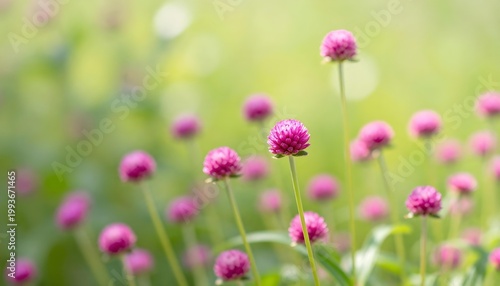 Field of vibrant pink globe amaranth flowers blooming in soft sunlight