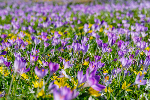 Colorful flowers bloom in a field during spring in a sunny outdoor location with vibrant petals and green grass