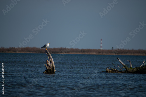 Yellow-legged gull perched on a wooden pole in Evros Delta, Greece