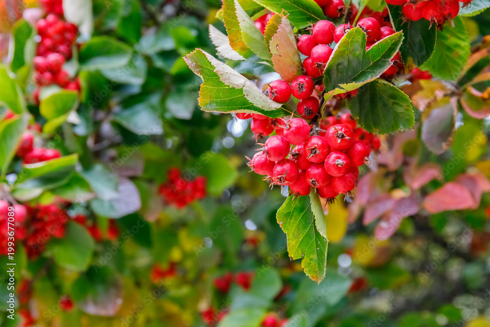 Fototapeta premium Bunch of red berries growing on a tree in a garden during daylight hours