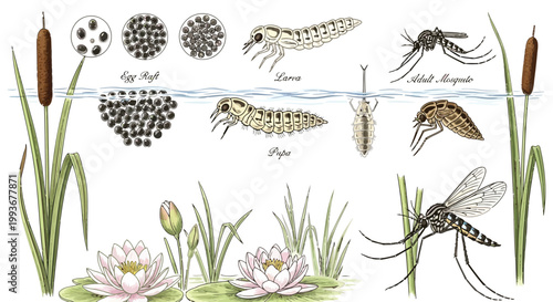 Educational biological diagram showing life cycle stages of mosquito in aquatic pond habitat isolated on white background