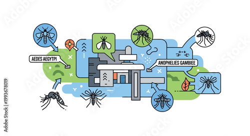 Informative diagram explaining types of mosquitoes and transmission vectors in medical research isolated on white background