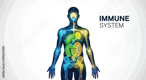 Digital representation of human anatomy highlighting the immune system and internal organs isolated on white background