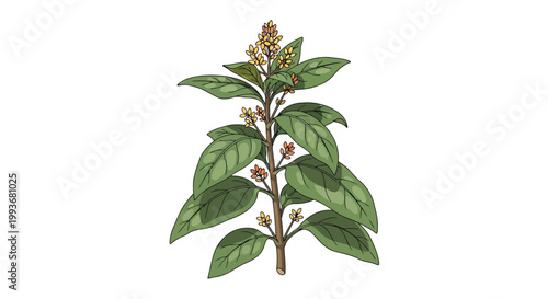 Botanical illustration of a medicinal artemisia plant used for traditional malaria treatment isolated on white background