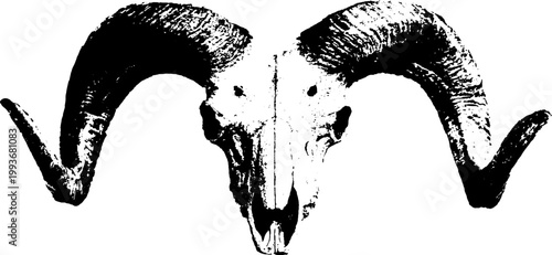 Ram skull symmetrical high contrast black and white ink skull with sweeping horns for emblem poster background and tattoo flash