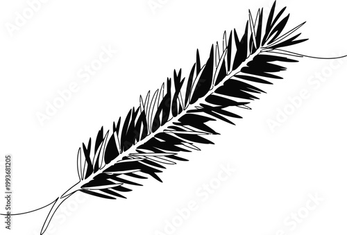 A detailed black and white illustration of a coniferous plant branch with many needles