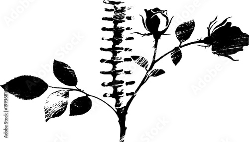 High contrast black and white vertebrae with rose stem entwined through spine for gothic banner background and tattoo design