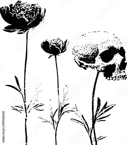 High contrast black and white skull with wilted peonies ink drawing for gothic poster background and design