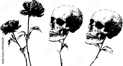 Black and white skull trio with wilted peony stems high contrast ink drawing for macabre banner and design