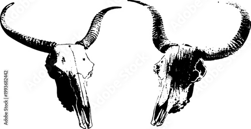 Pair of high-contrast black and white cow skulls with long curved horns ink illustration for tattoo poster background and graphic design elements