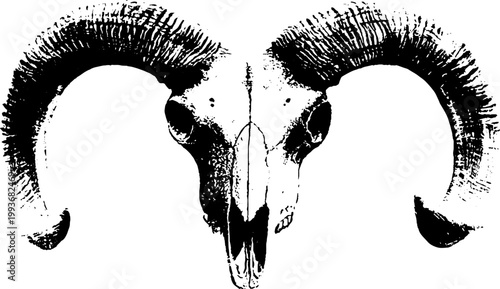 High-contrast black and white ram skull with curled horns ink illustration for tattoo poster background and graphic design use
