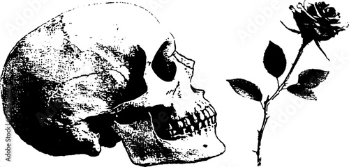Side profile skull with rose and leaves through the jaw high contrast black and white for poster and tattoo design