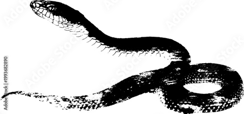 High contrast black ink snake with arched body and detailed head in brushstroke style for tattoo design poster background and decorative artwork
