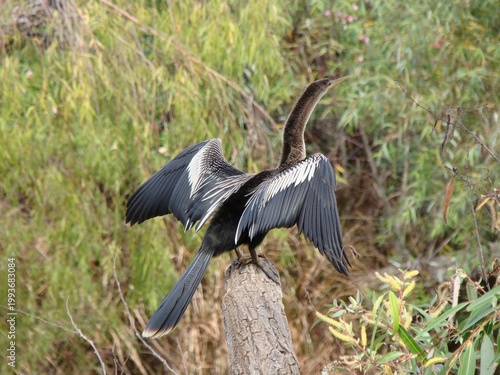Photos anhinga bird drying its wings