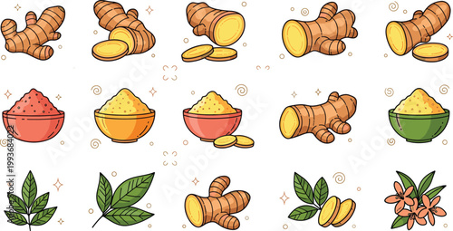 Collection of Fresh Ginger Root Illustrations with Slices Powder Green Leaves and Yellow Flowers for Healthy Food Cooking Herb and Organic Spice Graphic Design Projects