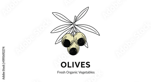 Elegant olive branch with three ripe green olives and thin leaves above the words Fresh Organic Vegetables for healthy branding.