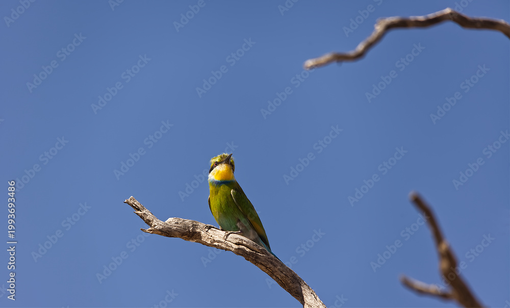 Fototapeta premium Swallow tailed Bee eater perched on bare branch against clear bl