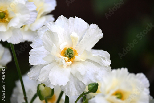 白いラナンキュラスの花