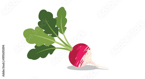 Fresh red radish with green leafy tops and a small white root tail depicted in a flat artistic style on a clean white background.