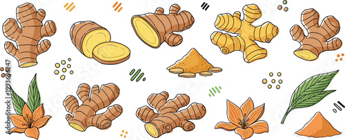 Collection of Fresh Ginger Root Illustrations with Slices Powder Leaves and Flowers in a Hand Drawn Textured Style for Organic Food Healthy Spice and Herbal Medicine Designs
