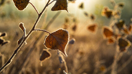 Aspen Leaves Covered with Frost on an Autumn Morning Closeup.