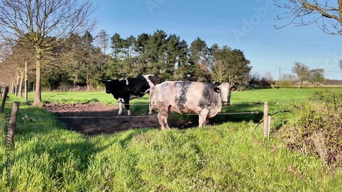 Belgian Blue Cattle Grazing in a Picturesque Green Meadow in Flanders