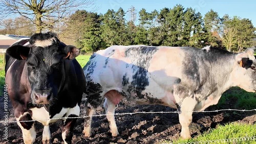 Belgian Blue Cattle Grazing in a Picturesque Green Meadow in Flanders