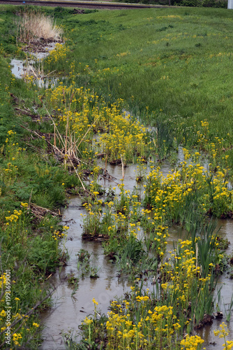 Yellow wildflowers in a field.