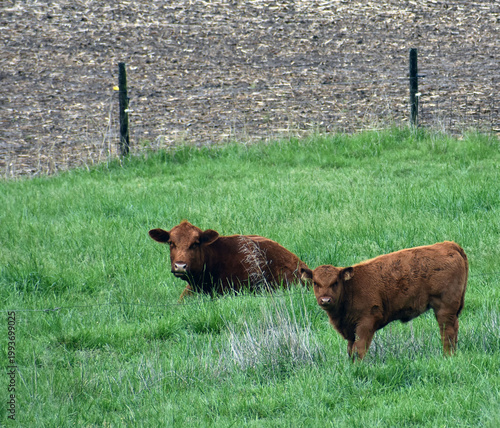 Two brown cows in a field.