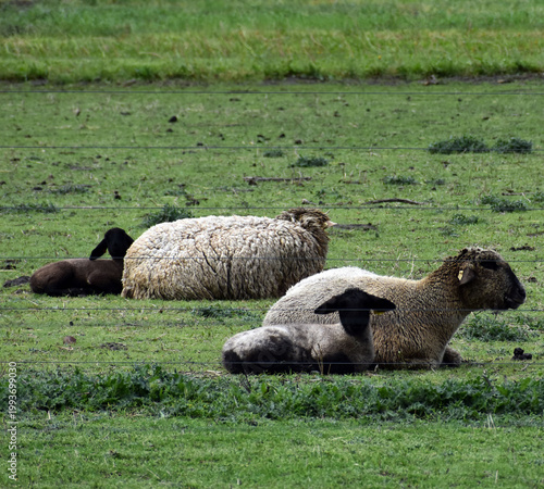 Sheep laying in a field.