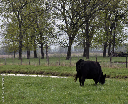 A cow in a field with a stream and trees.