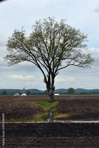 A tree in a field.