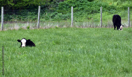 Black and white cows in a field.