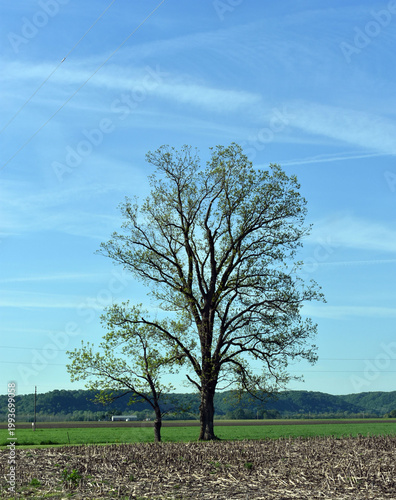 Two trees in a field.