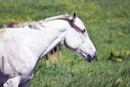 A white horse in a field.