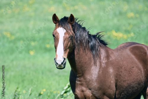 Brown horse in a field.