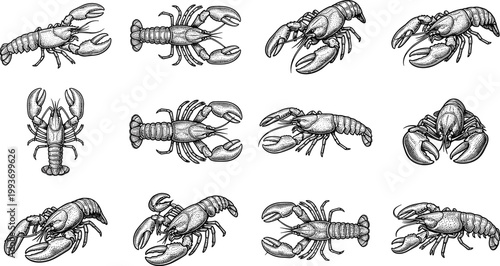 Vintage Lobster Line Art Illustration Set Featuring Marine Crustacean Scientific Engraving Style Seafood Editable Vector Collection